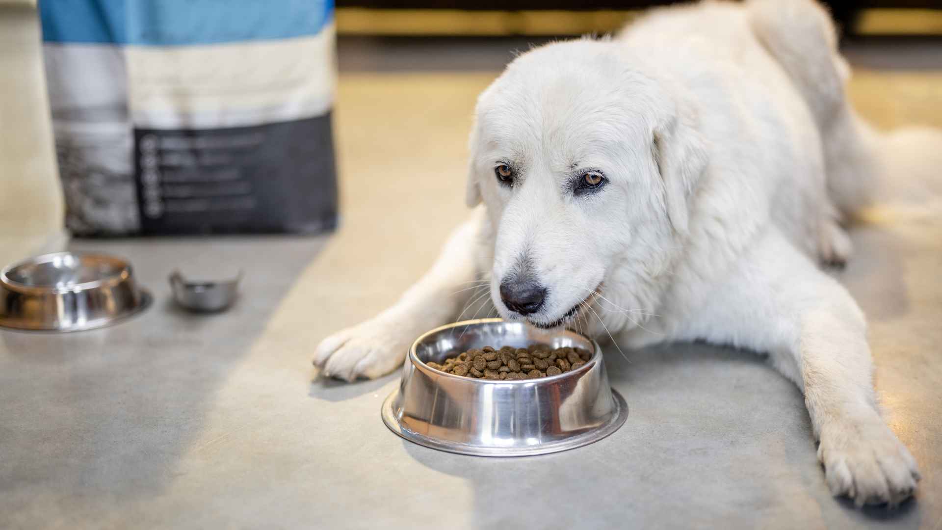 Perro no come pienso